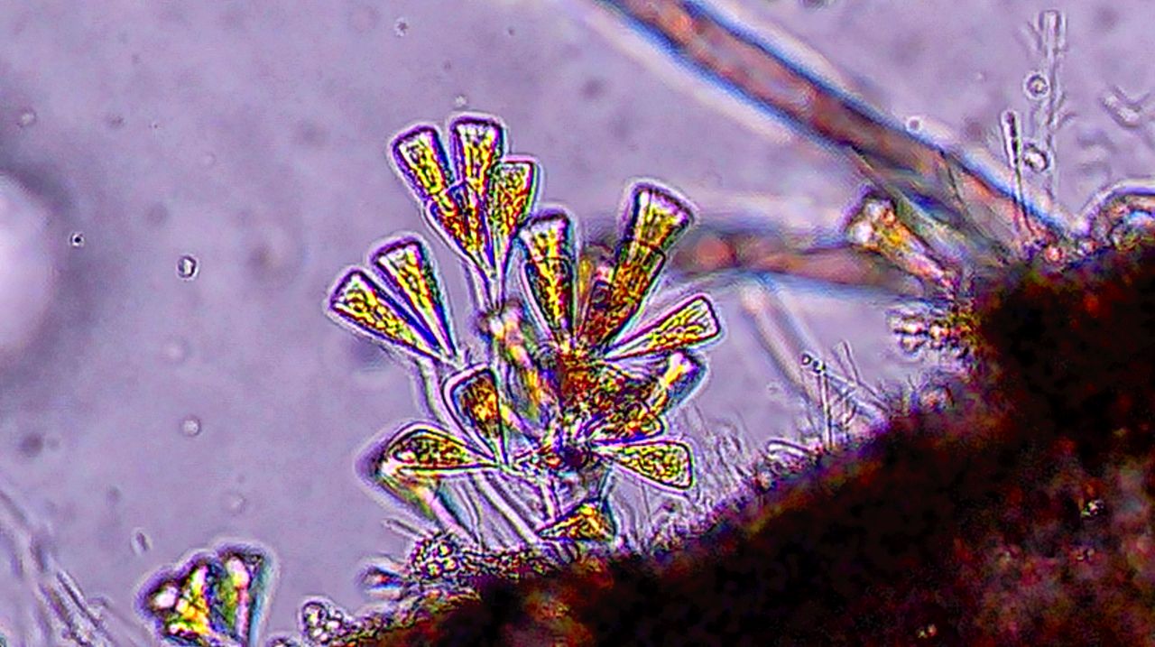 L�unione fa la forza: la vita coloniale di microscopici organismi marini